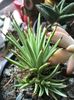 Stricta nana