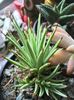 Stricta nana