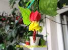 abutilon Megapotamicum (13-x-2016)