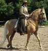 Lusitano Palomino