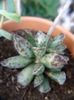 Adromischus cooperii-25 lei