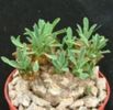 Euphorbia Bupleurifolia X Susanna-55 LEI