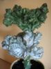 Euphorbia lactea cristata=35 lei