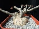 Euphorbia suzannae-marniera-85 lei