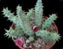 Huernia macrocarpa-35 lei