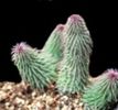 Huernia pilansii-45 lei