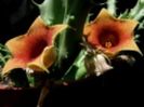 Huernia rosea-35 lei