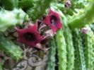 Huernia rubra-35 lei