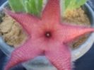 Stapelia Flavirostris-45 lei