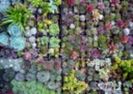 succulent mix - 13 lei