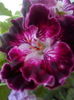 pelargonium Marquioness