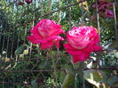IMGP0041