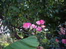 IMGP0042