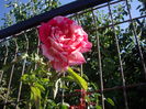 IMGP0043