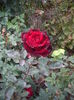 IMGP0050
