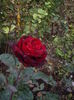 IMGP0054