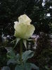 IMGP0066