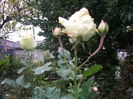 IMGP0067