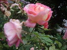 IMGP0068