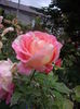 IMGP0069