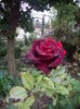 IMGP0070