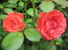 Picture 6736