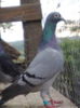 Guillermo-2011
