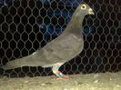 Guillermo-2011