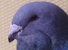 Mascul