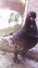 received_599810843526781