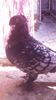 received_599810820193450