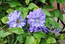 clematis Kiri te Kanawa