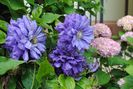clematis Kiri te Kanawa, hydrangea nikko blue
