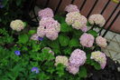 hydrangea nikko blue, geranium rozanne