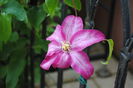 clematis Betty Risdon