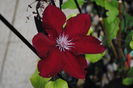 clematis Rebecca