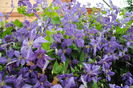 clematis Tie Dye