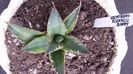 Agave Titanota Marginata Genryu Kifukurin