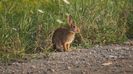 Eastern_Cottontail_Rabbit_2