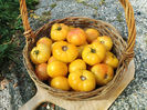 TOMATE GRAPREFRUIT PINK