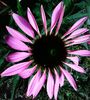 Nuovo_1_Photo2322