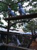 IMG-20161015-WA0030