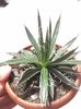 Agava shidigera black Widow