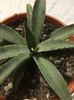 Agave mangave bloodspot