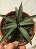 Agave mangave bloodspot
