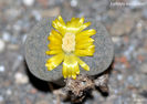 Lithops terricolor
