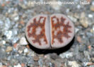 Lithops karasmontana v.bella