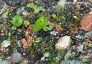 Lithops dorotae