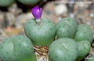 Conophytum minutum