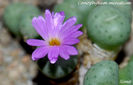 Conophytum minutum